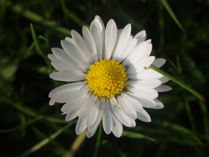 Daisy Image