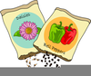 Seeds Growing Clipart Image