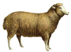 Animated Sheep Clipart Image