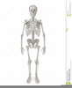 Clipart Skeleton Bones Image