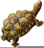 Clipart Pictures Of Tortoise Image