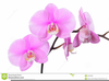 Free Purple Orchid Clipart Image