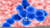 Meningitis Cell Image
