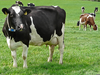 Holstein Dairy Cow Image