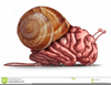 Clipart Brain Thinking Image