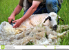 Sheep Shearing Clipart Image