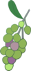 Green Grapes Clip Art