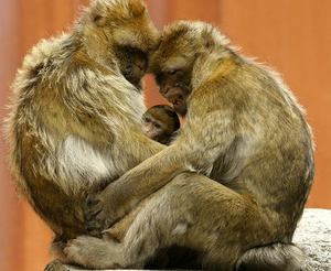Barbary Macaque Baby Image