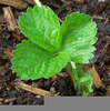 Young Strawberry Plant Image