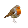 Robin Bird Clipart Image