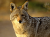 Coyote Pictures Image