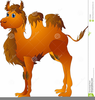 Cartoon Camel Clipart Free Image