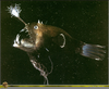 Scary Angler Fish Image