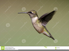 Ruby Throated Hummingbird Clipart Image