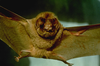 Ghost Faced Bat Image