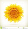 Sunflower Drawing Clipart Image