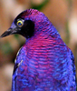 Purple Parakeet Names Image