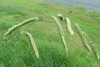 Grass Identification Australia Image