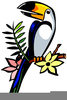 Toucan Bird Clipart Image