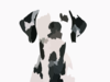 Dalmatian Dog Wallpaper Clip Art