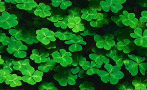 Background Clovers Vga Free Images At Clker Vector Clip Art