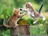 Funny Kitten Wallpaper Image