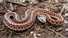 Colorful Snakes Pictures Image