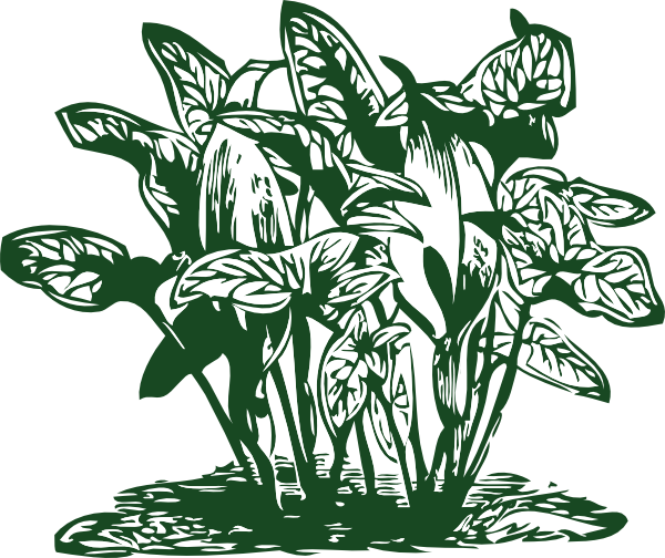 clip art tropical leaves - photo #49