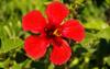 Red Hibiscus Dsc Image