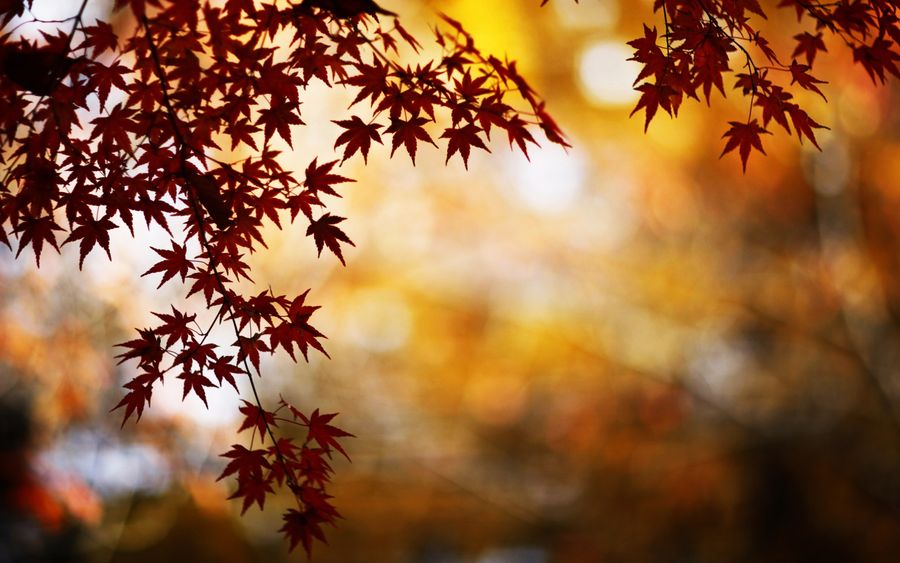 Red Foliage Bokeh Mac Wallpaper Download Free Mac 