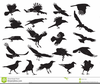 Clipart Crows Image