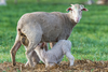 Merino Sheep Image