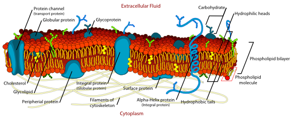 diagram of cell. Cell Membrane Detailed Diagram