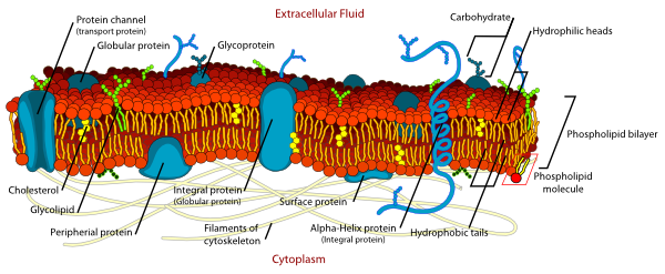 cell membrane diagram. Cell Membrane Detailed Diagram