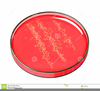 Cell Culture Clipart Image