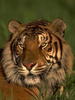 Tiger Image