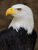 Bald Eagle Of America Image