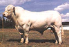 Charolais Bull Image