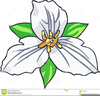 Trillium Flower Clipart Image