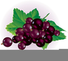 Berrys Clipart Image