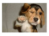 Dog Pointing Finger Image