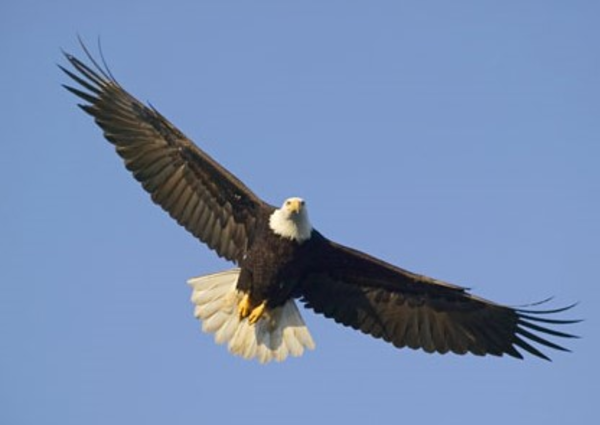 clipart of eagles flying - photo #7