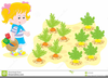 Free Vegtable Clipart Image