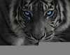 Der Tiger Krieger Image