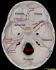 Inside Skull Labeled Image