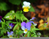 Viola Tricolor Heartsease Image