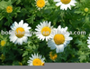 Feverfew Herb Image