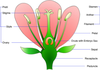 Clipart Male Reproductive System Image