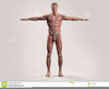 Human Muscular System Clipart Image