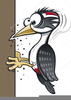 Clipart Of Cartoon Woodpecker Image